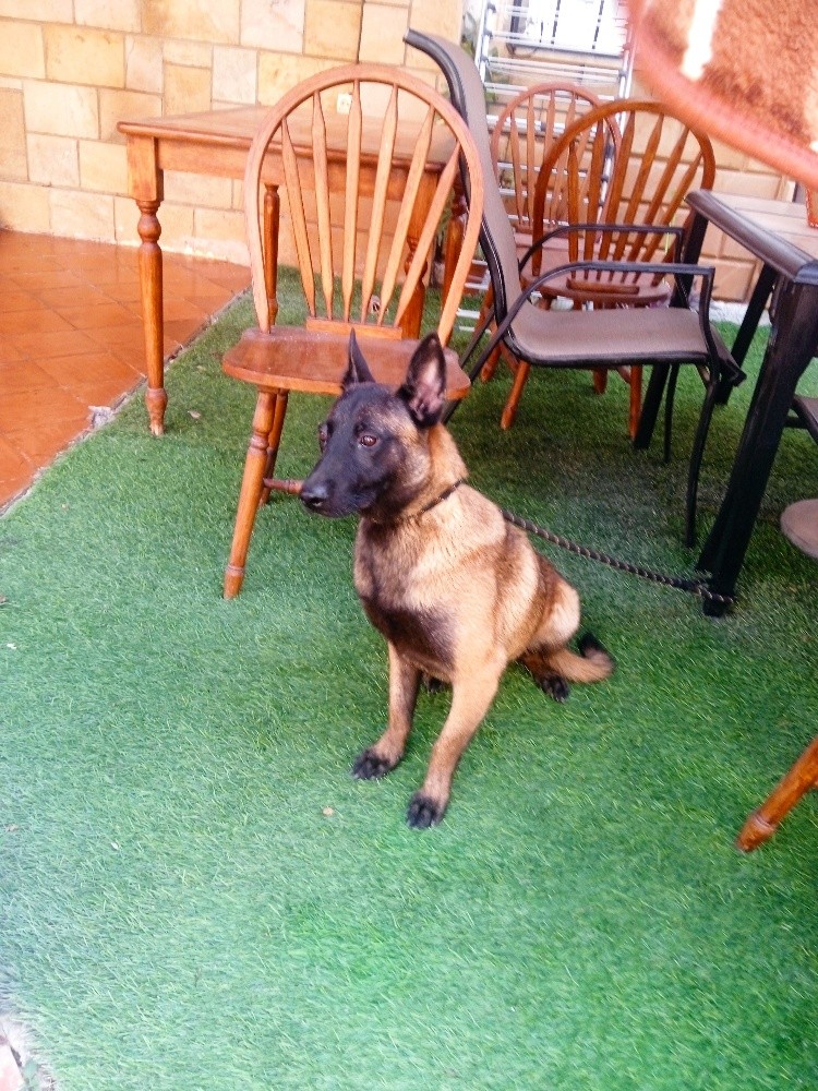 malinois - 3
