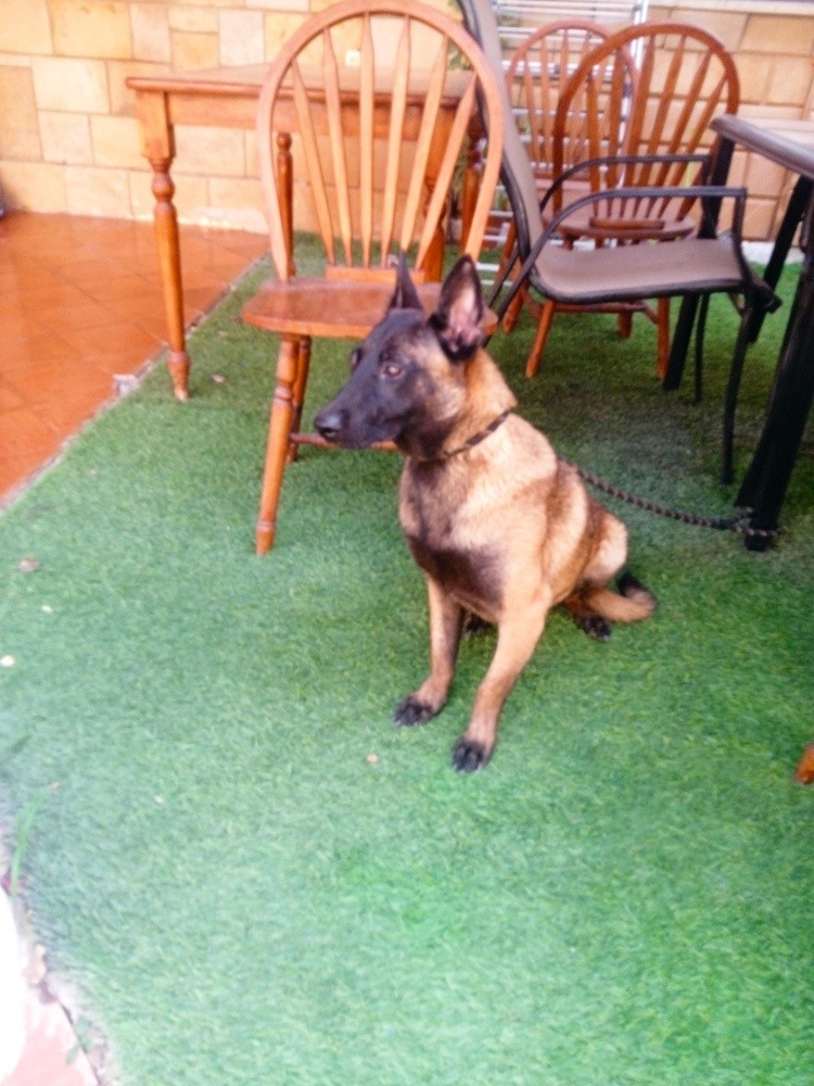 malinois - 2