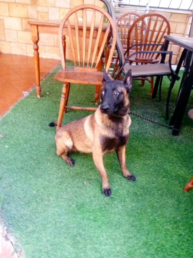 malinois - 1
