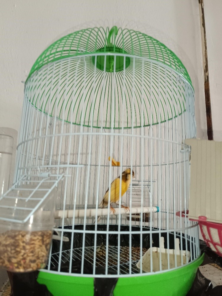 Canari panachi - 1