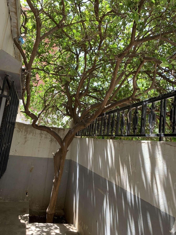 maison à oudjlida - 5