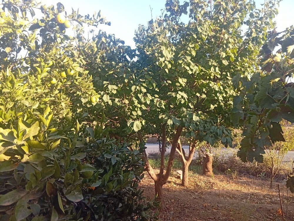 Maison a vendre SidiTaher Souahli - 9