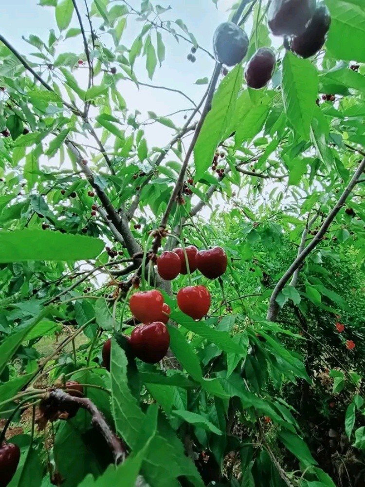 أرض زراعية  - 3