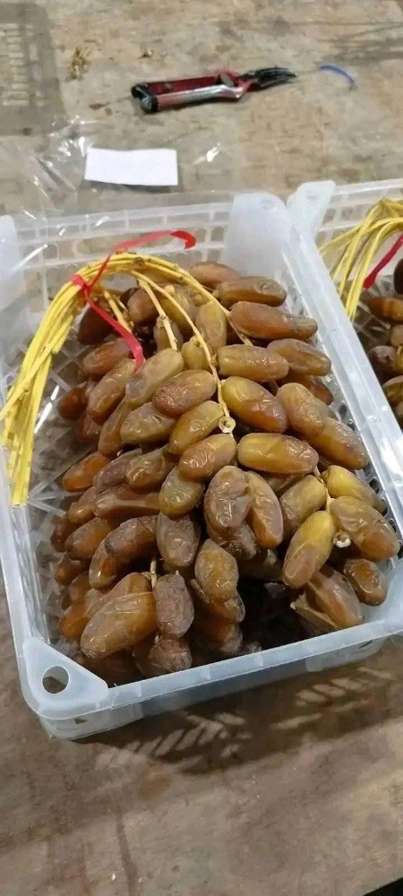 daglat nour - 3