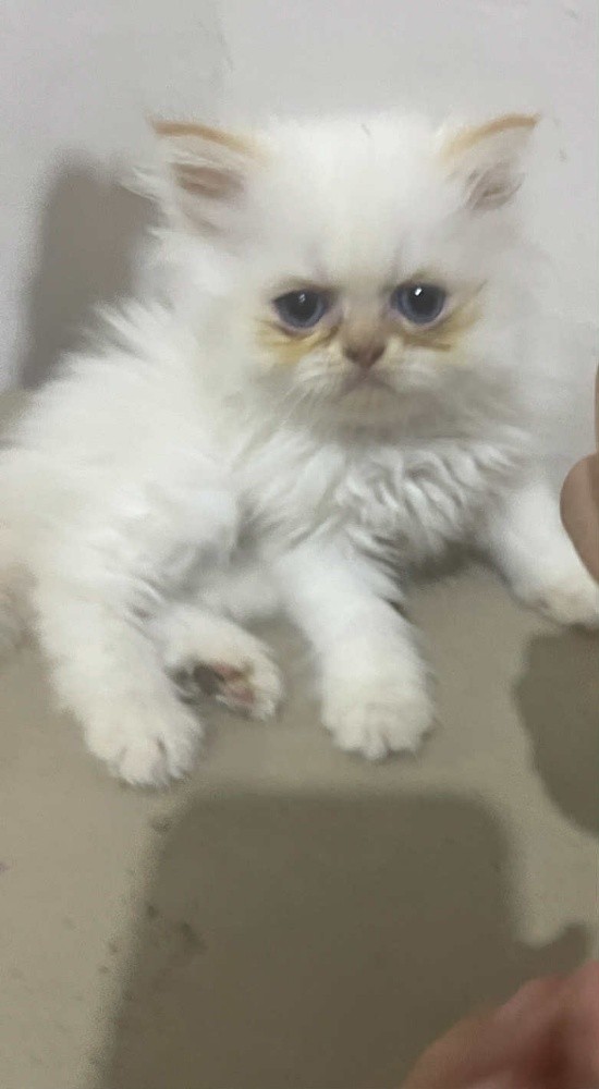 قط للبيع - 1