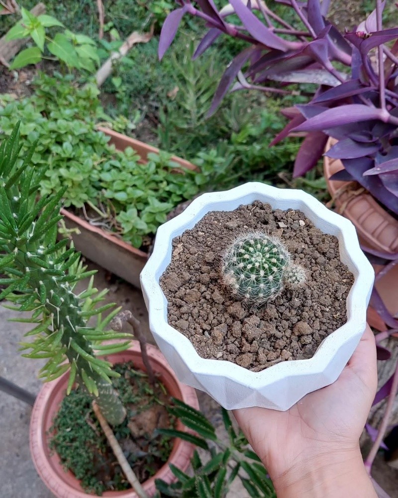 Pot de plantes en ciment - 3
