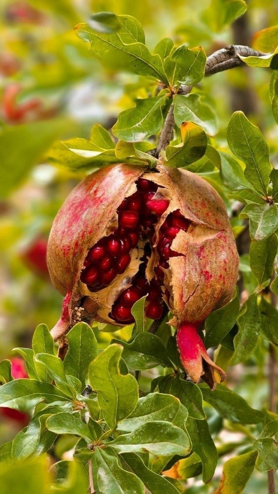 فواكه طازجة - 3