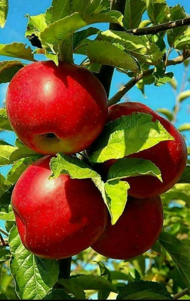 فواكه طازجة - 1