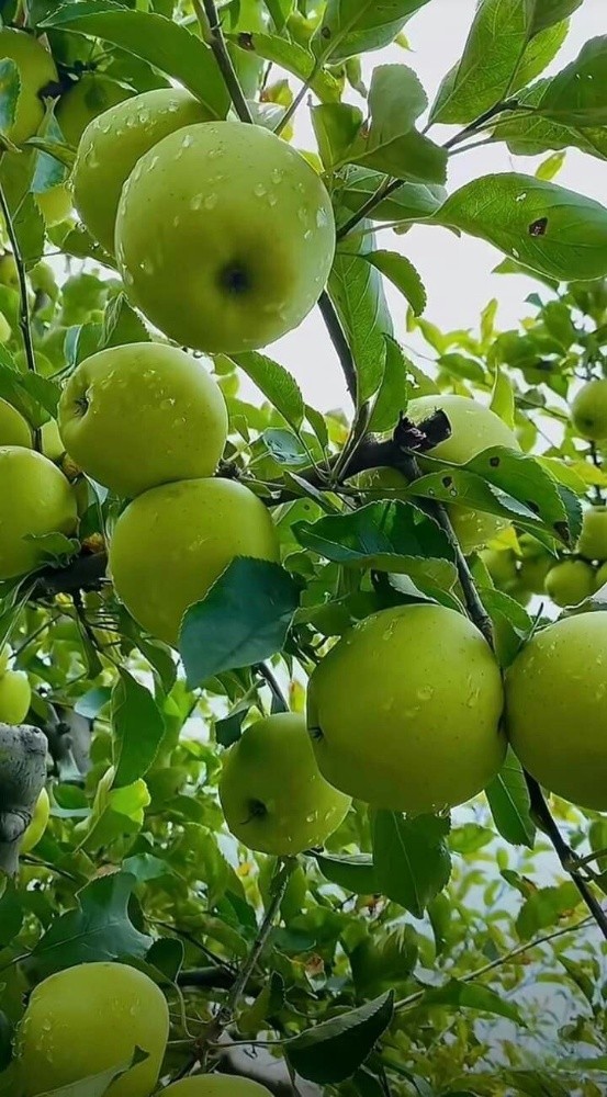 فواكه طازجة - 4