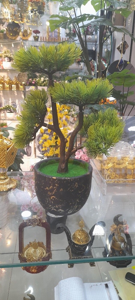 plante bonsaï - 1