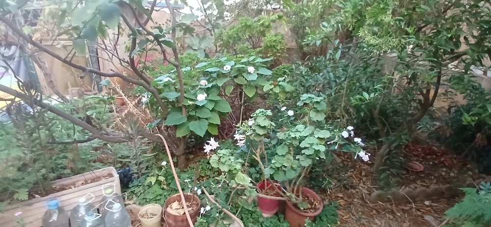 Vente Maison au RDC à Ain Benian - 6