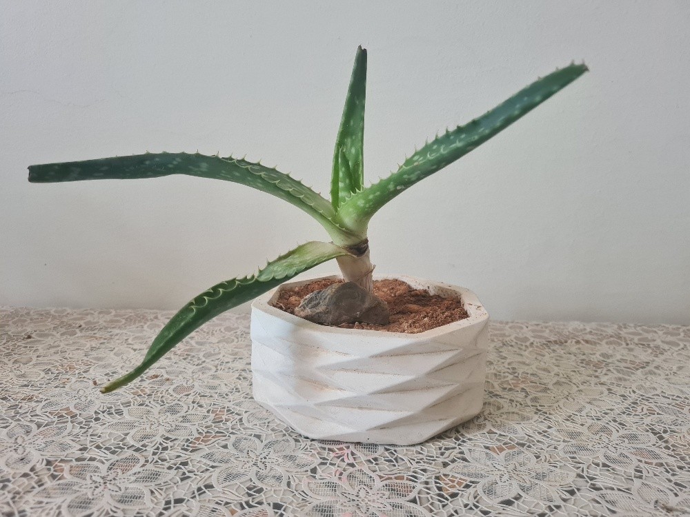 Aloe Vera plante - 5