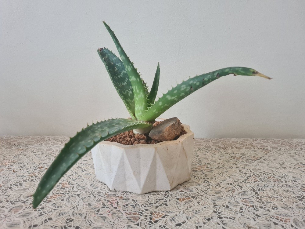 Aloe Vera plante - 4