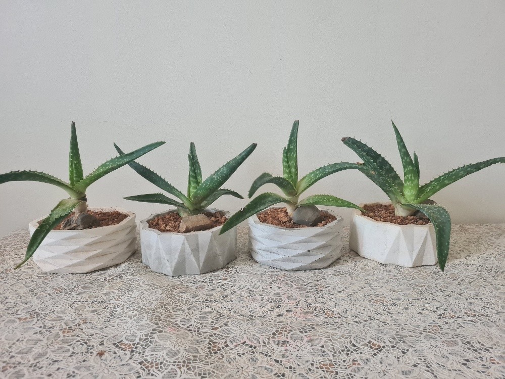 Aloe Vera plante - 1