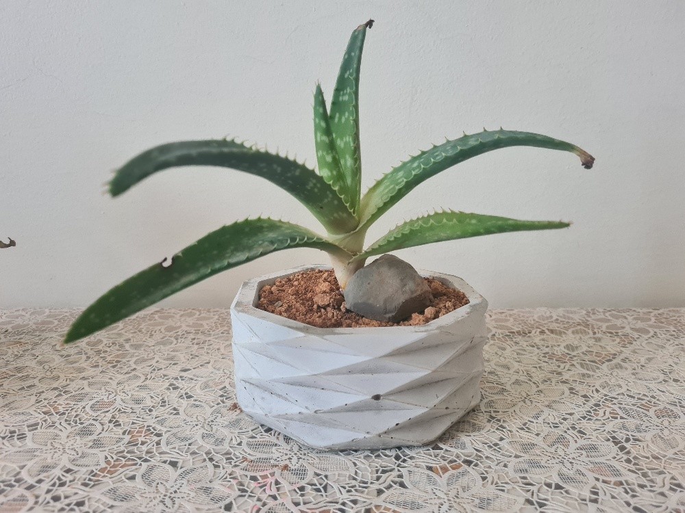 Aloe Vera plante - 3