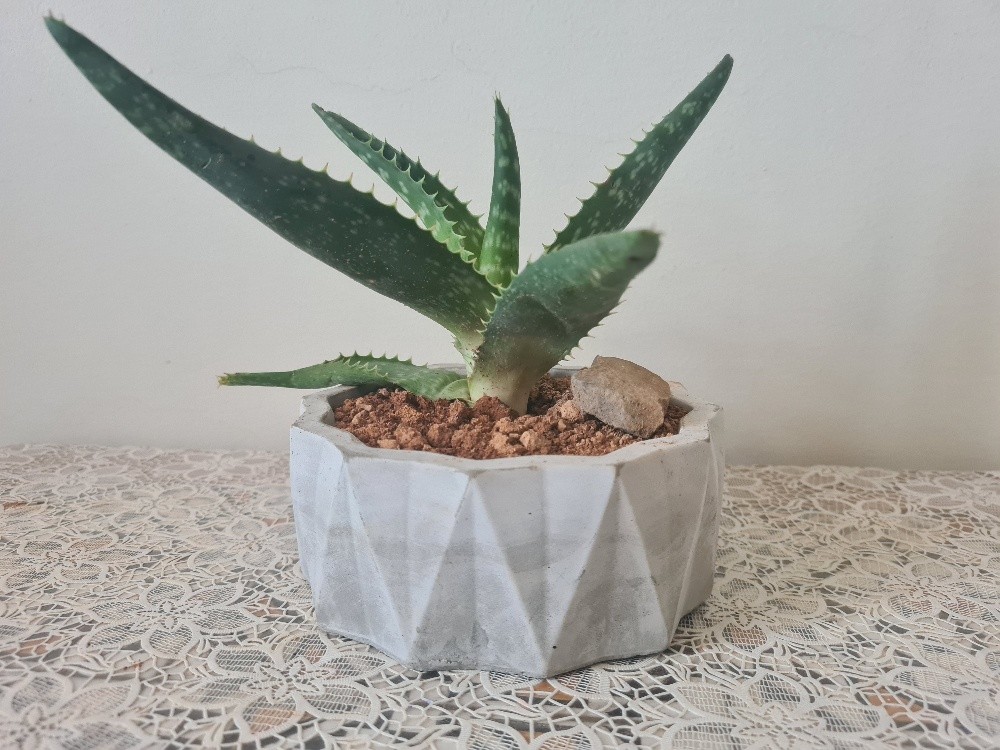 Aloe Vera plante - 2