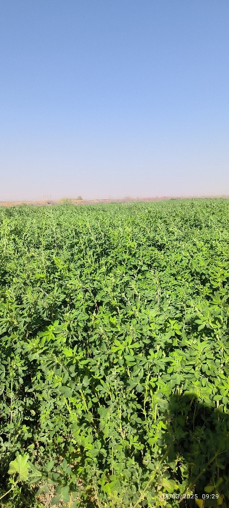 ارض فلاحية - 2