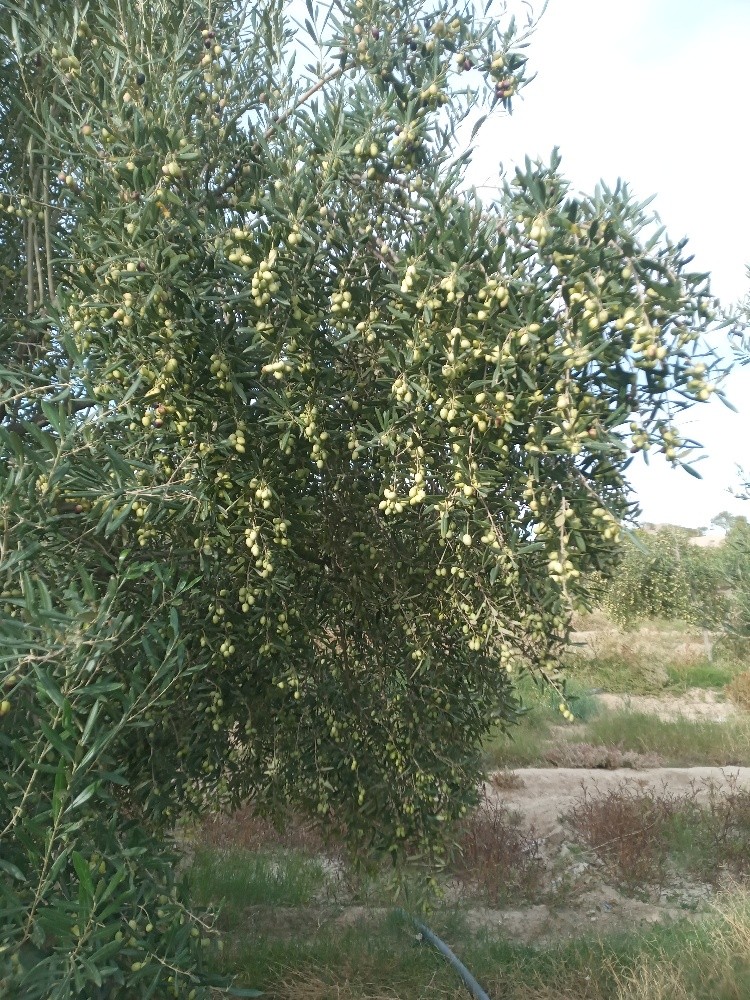 زيت الزيتون حر - 3