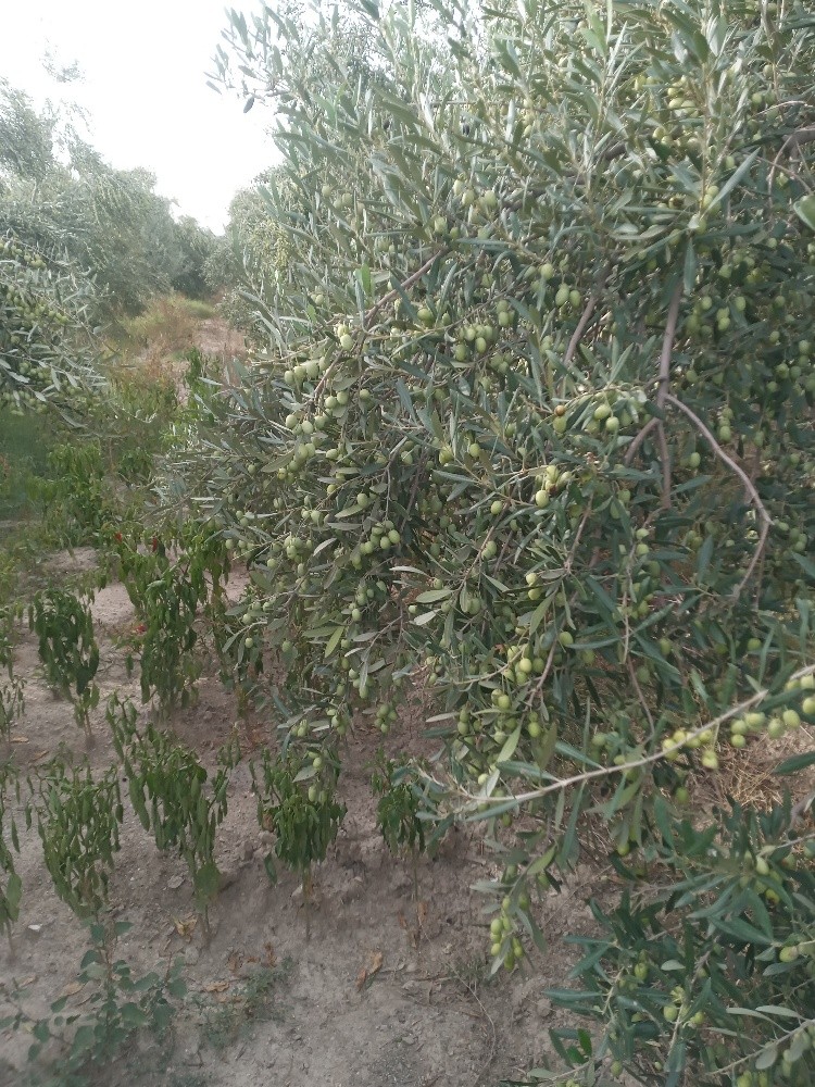 زيت الزيتون حر - 2
