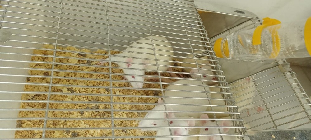 Rats - 1