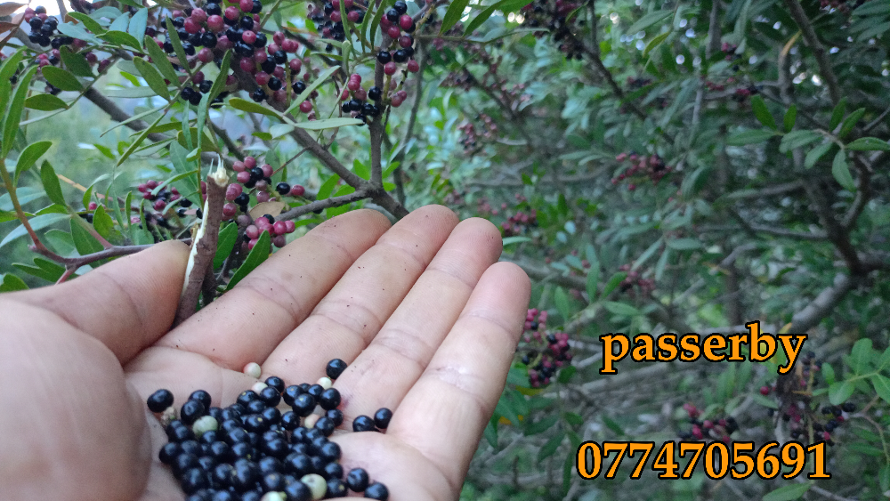 زيت الضرو - 3