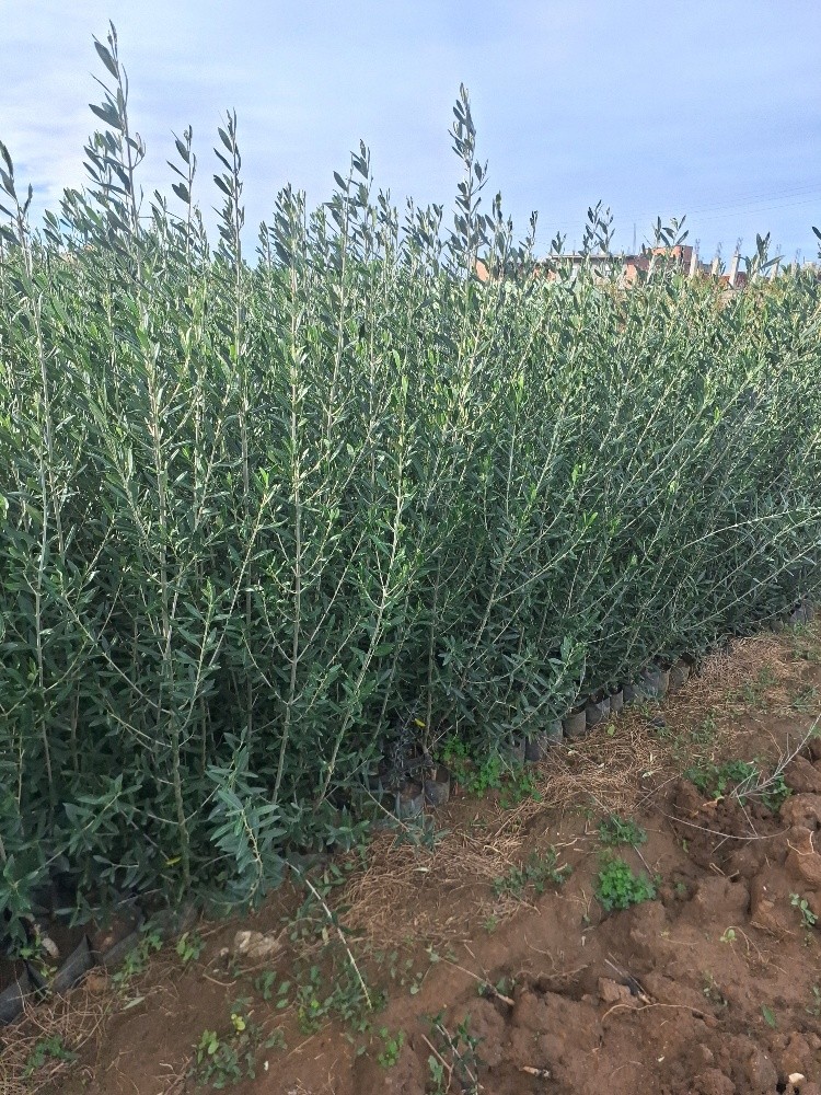 جميع الأشجار المثمرة  - 1