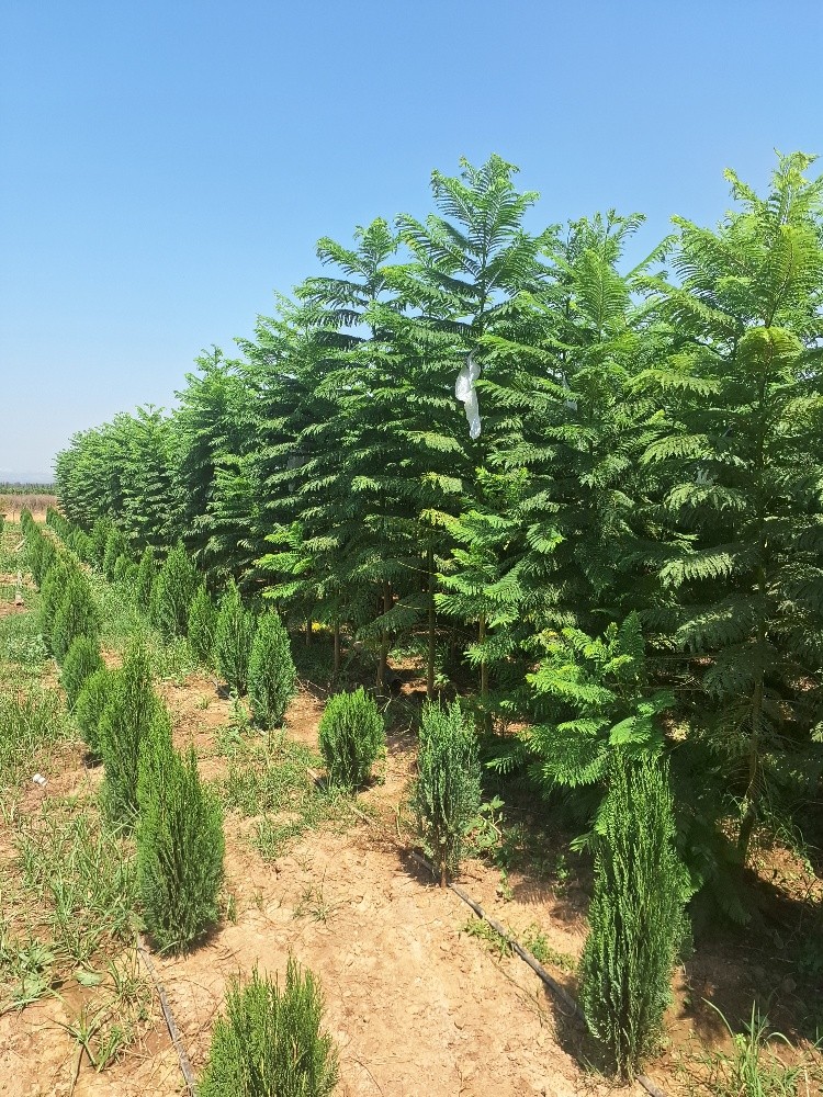 جميع الأشجار المثمرة  - 3