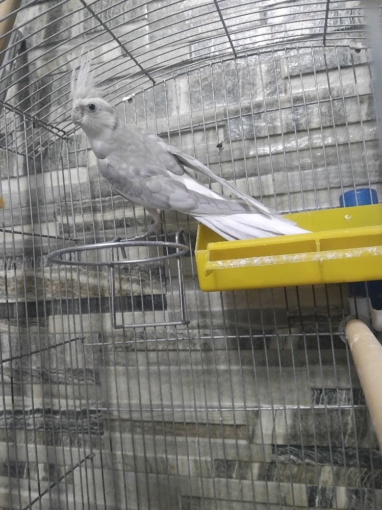 oiseau calopsitte avec cage - 2