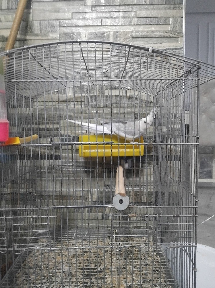 oiseau calopsitte avec cage - 3