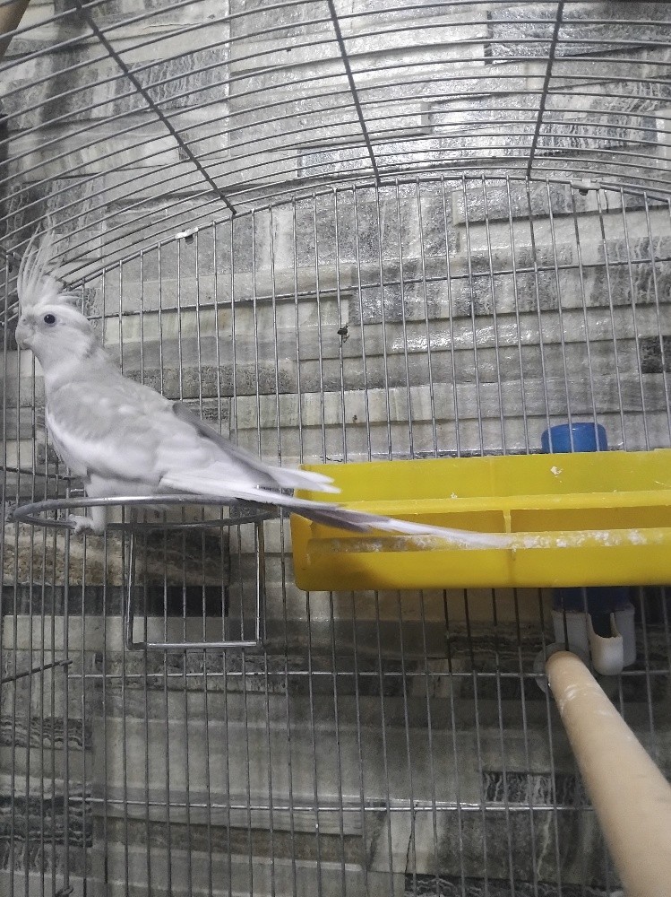 oiseau calopsitte avec cage - 1