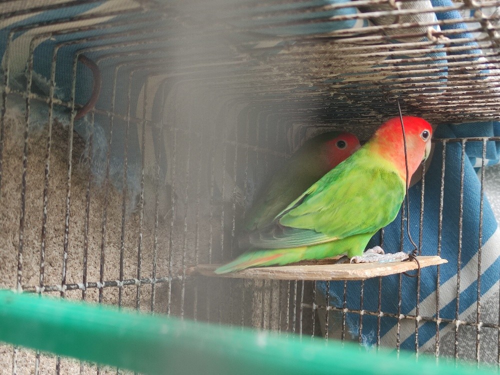 couple des oiseaux  - 1