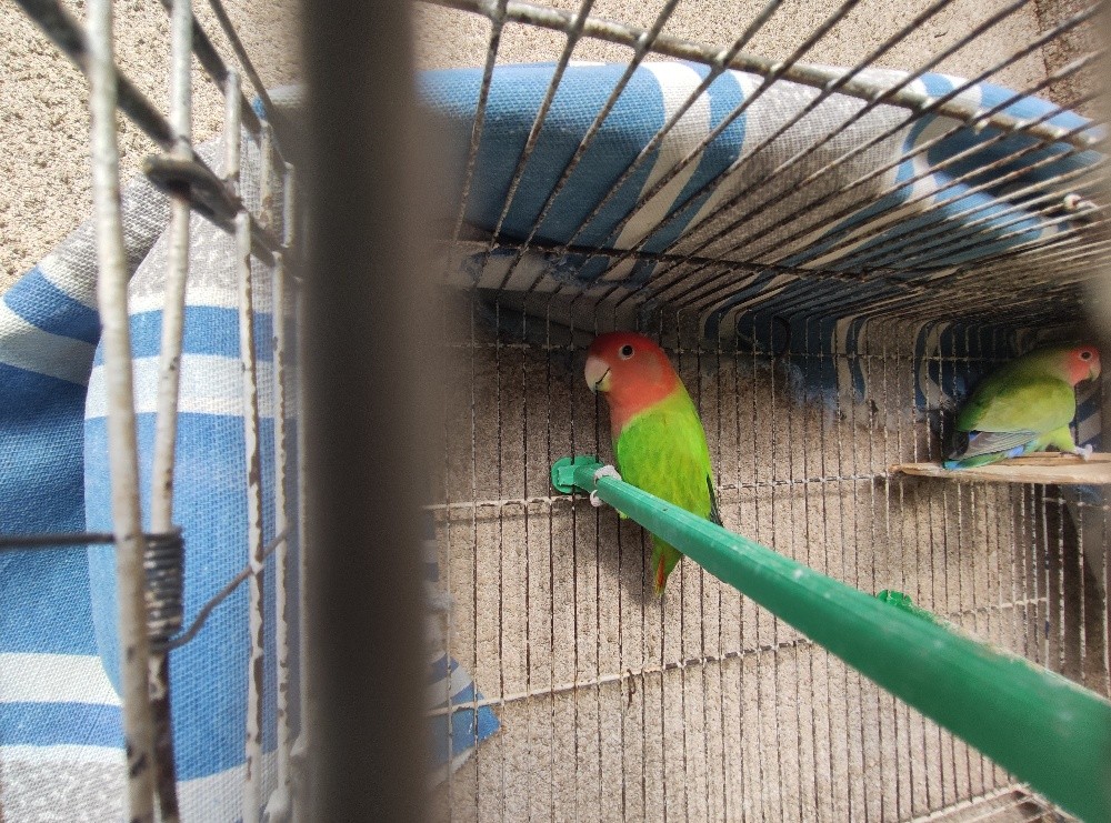 couple des oiseaux  - 2