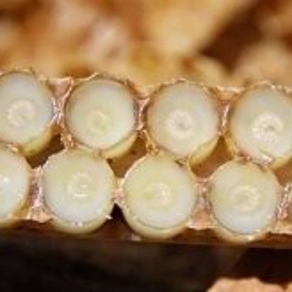 produits bio naturel - 1