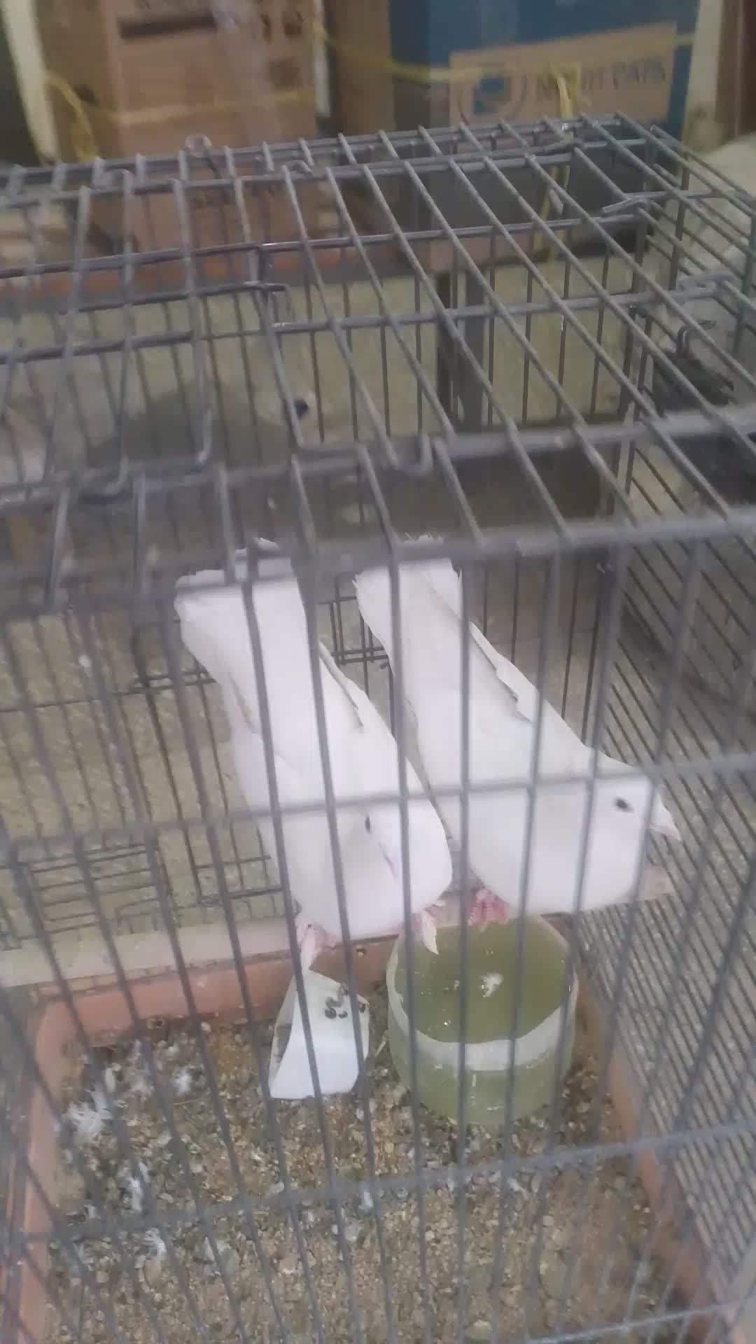 pigeon race français - 2