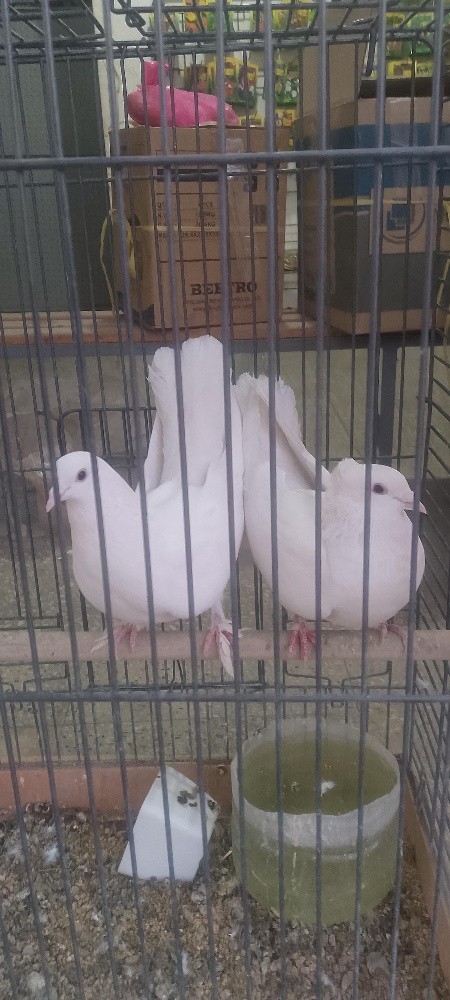 pigeon race français - 1