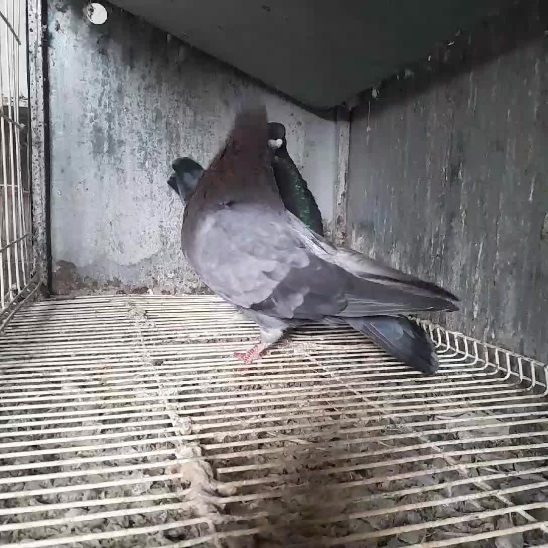 pigeon voleur algerien - 1