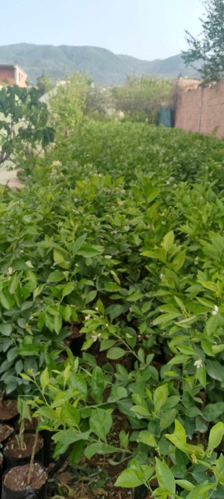 أشجار البرتقال - 2