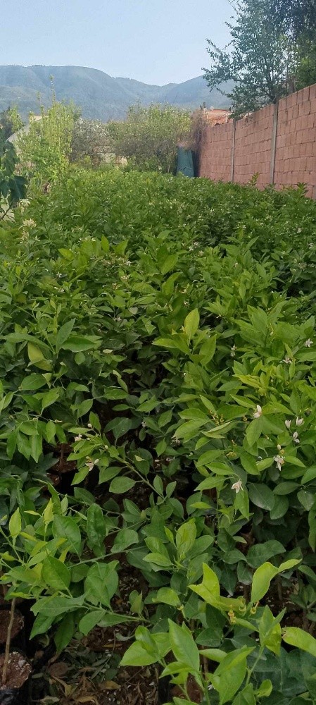 أشجار البرتقال - 3