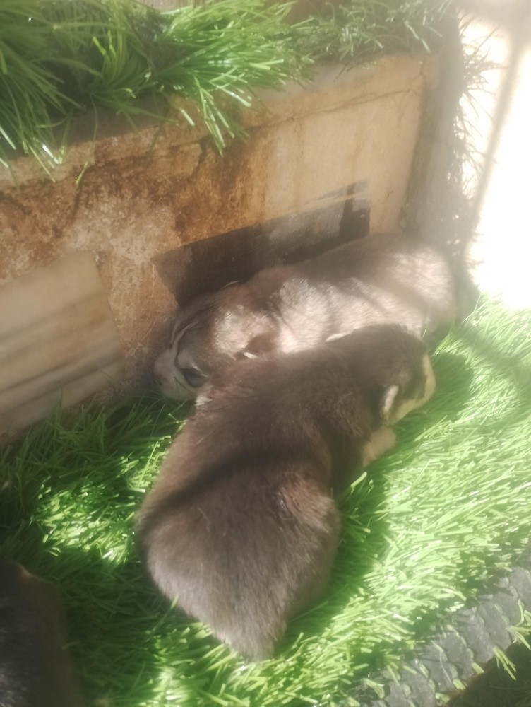 chiottes husky - 1