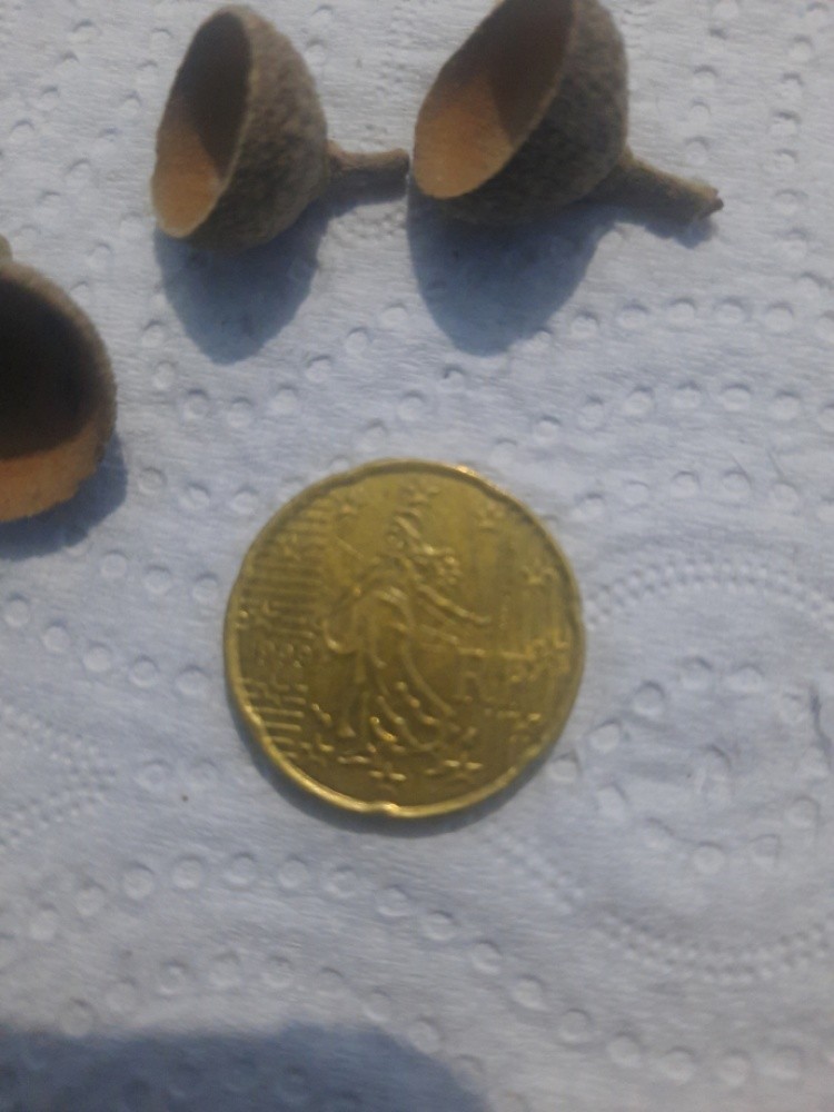 rf 1999 20 cent euro - 2