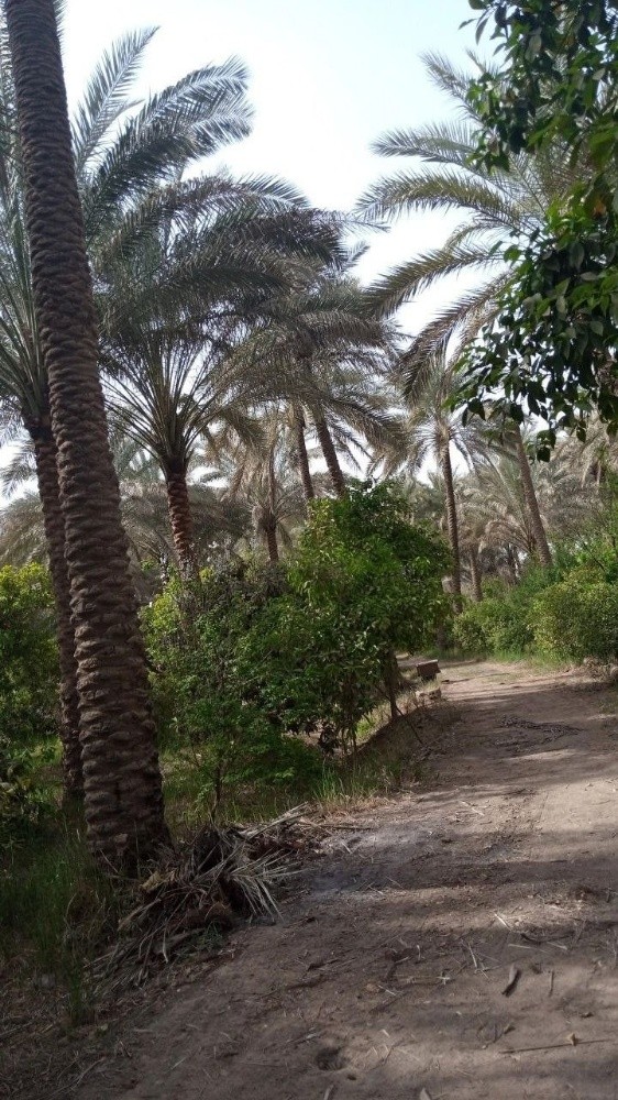 جنان ذراع الرمل - 1