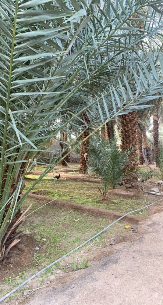 جنان ذراع الرمل - 2