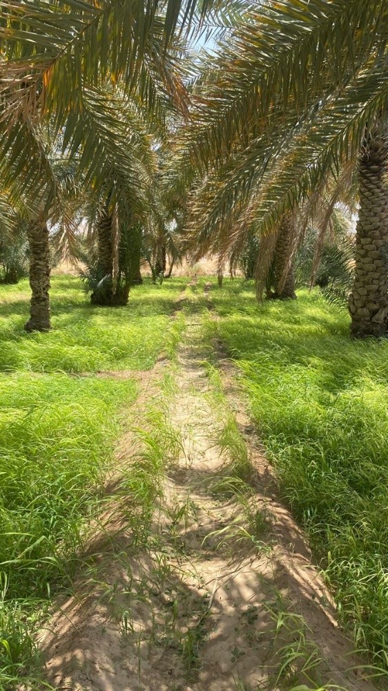جنان ذراع الرمل - 3
