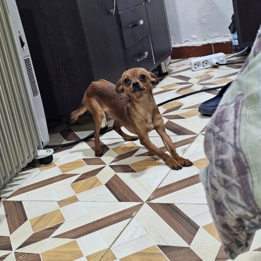 chiwawa dog - 1