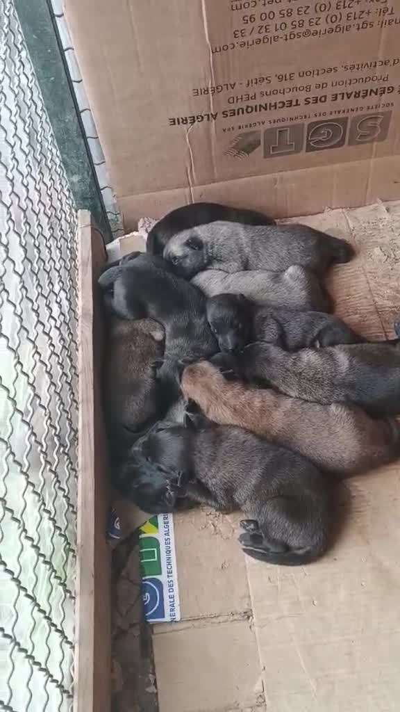 les chiens - 1