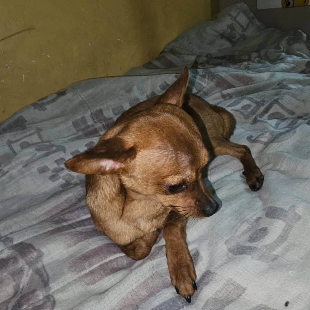 chiwawa dog - 2