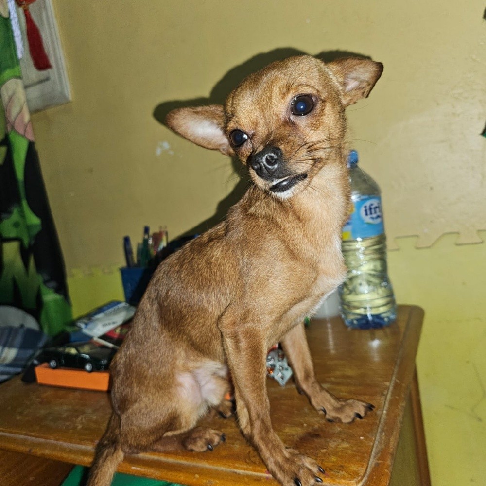 chiwawa dog - 3