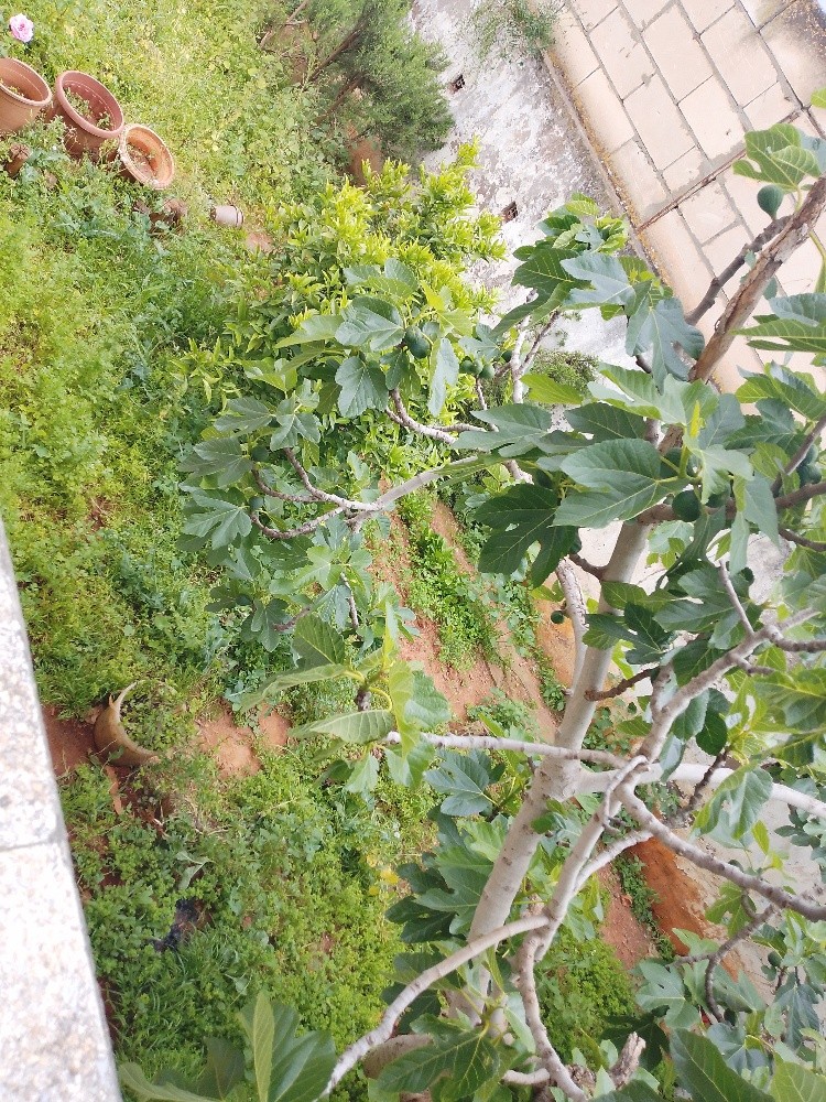 فيلا سكنية للبيع  - 2