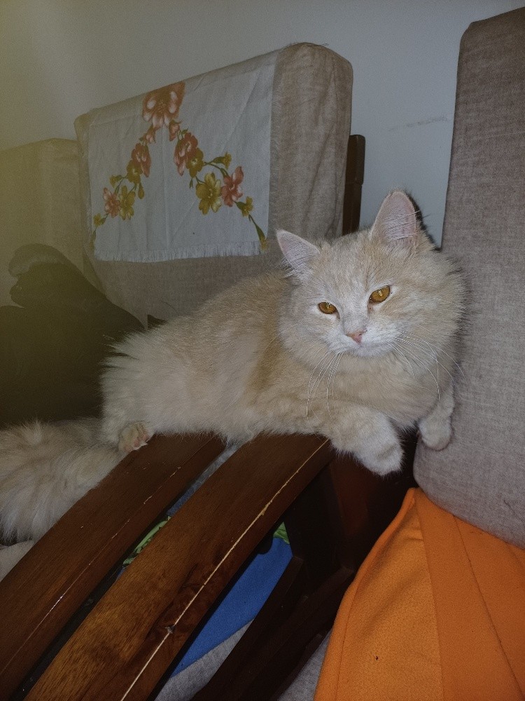 cat avendre - 2