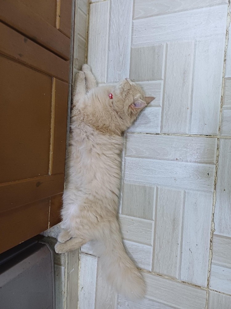 cat avendre - 3